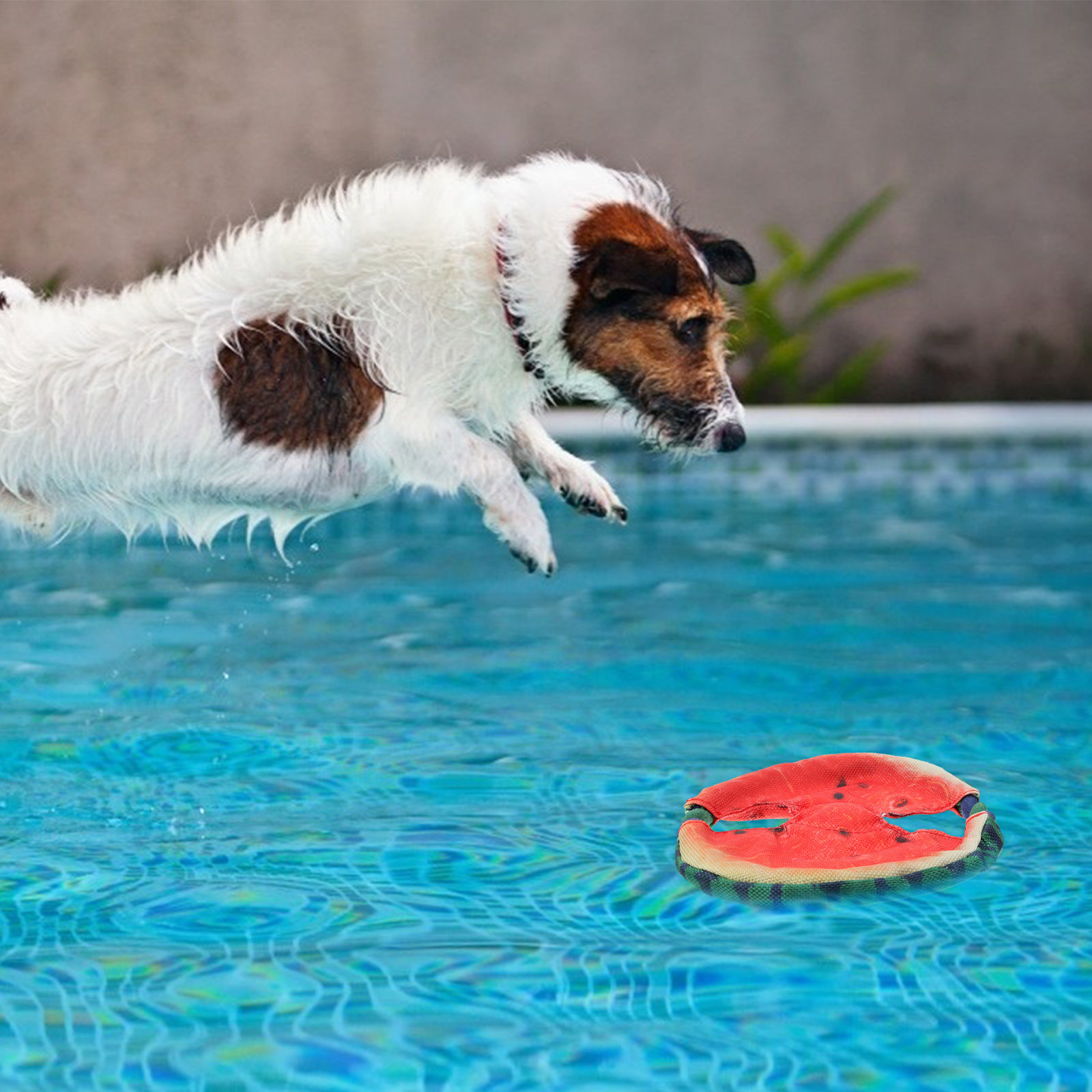 ペット用、水melon（スイカ）を模したフライングディスク。 - Flying Disc Dog Training Toy のレビューと価格