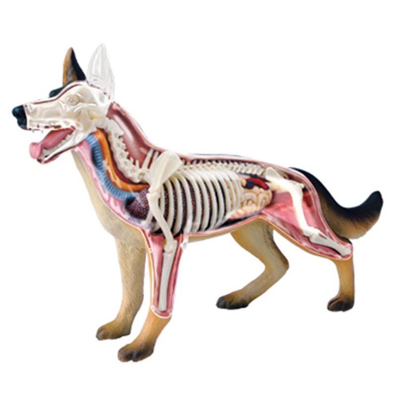動物器官解剖模型 4D 犬知能組み立て玩具教育解剖模型 DI - Dog Toys のレビューと価格