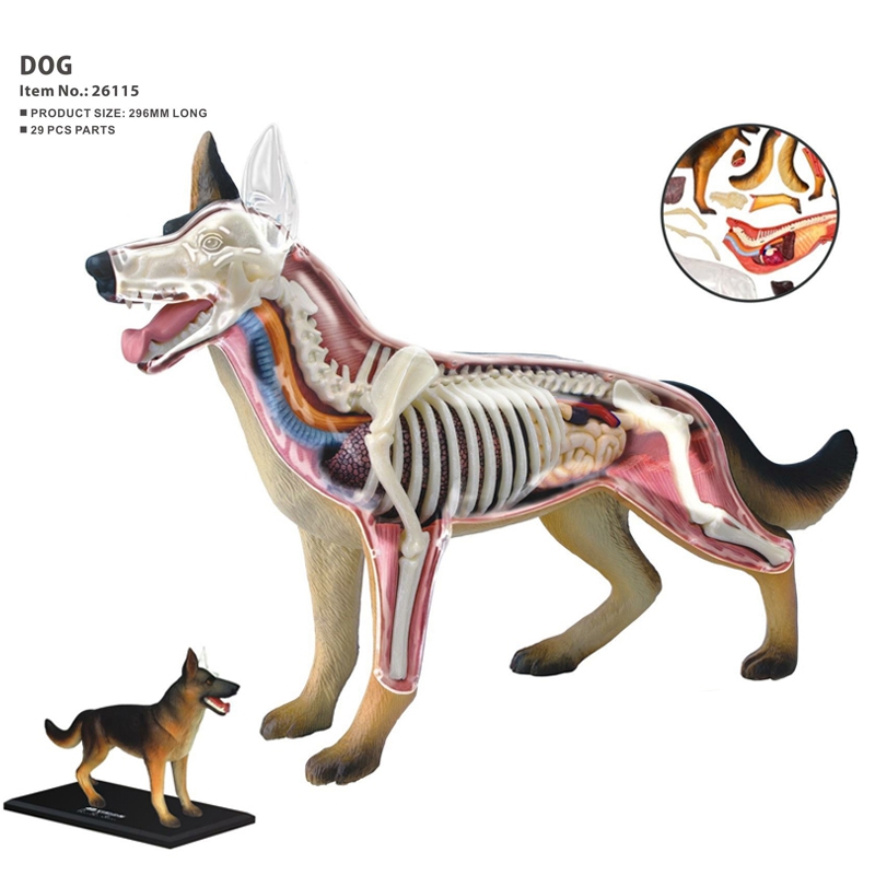 動物器官解剖模型 4D 犬知能組み立て玩具教育解剖模型 DI - Dog Toys のレビューと価格