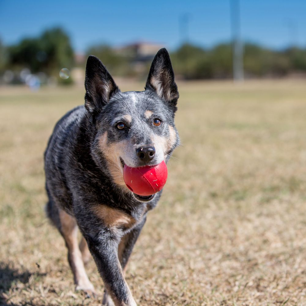 香港のボール犬のおもちゃm/l - Indestructible Dog Chew Toy のレビューと価格
